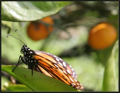 Butterfly 2 IMG_7217.jpg