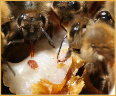 Bees and varroa mite on pupa  IMG_8774 PB.jpg