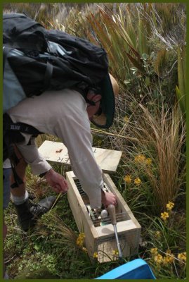 Resetting the stoat traps on the Ahukawakawa track