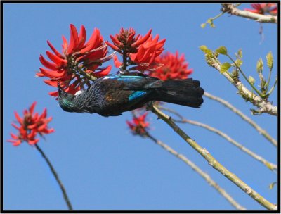 Tui at Hahei motor camp, Coromandel.jpg