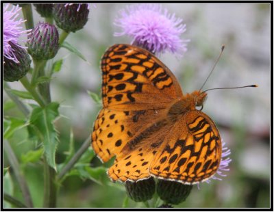 Butterfly on Manitoulin Island, IMG_0042.jpg