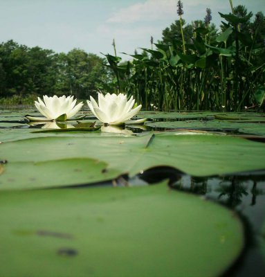 A frog's eye view of the lily pad pool
