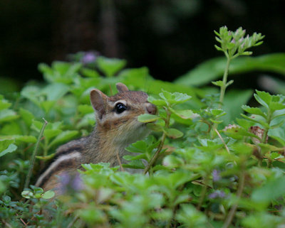A curious chipmunk at the lakeside cottage