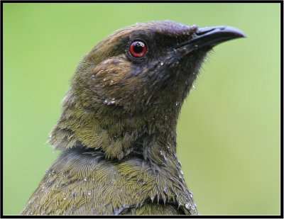 Bellbird  (Anthornis melanura) (Korimako or Makomako)