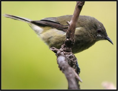 Stitchbird (Hihi) (Notiomystis cincta)