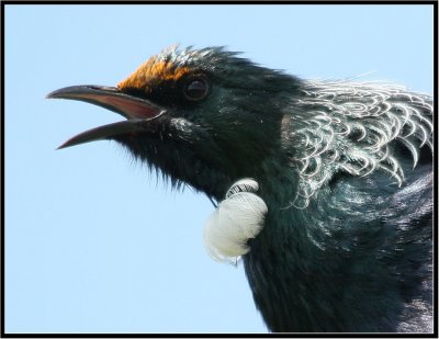 Tui - close up (Prosthemadera novaeseelandiae novaeseelandiae)