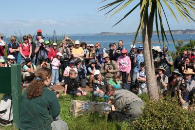 The release of an endangered Kokako on to Tiritiri Matangi Island.jpg