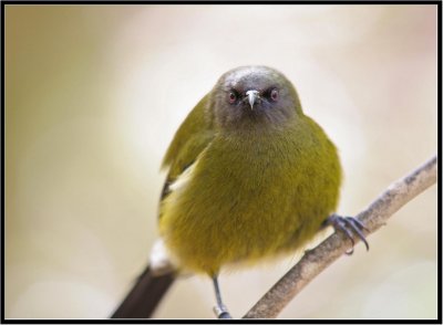 Bellbird,4 (Korimako) (Anthornis melanura melanura)