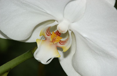 Fuqua Orchid Center