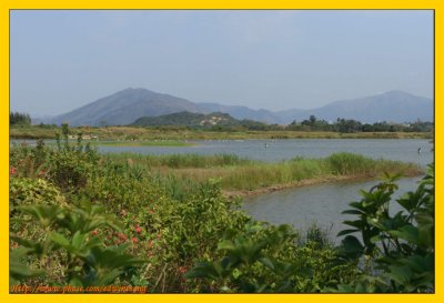 Wetland Park