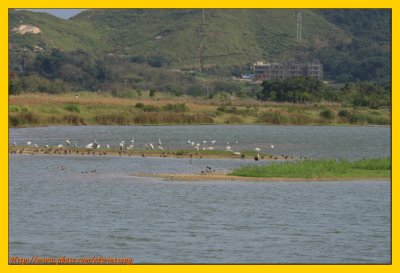 Wetland Park