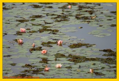 Wetland Park