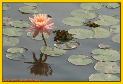 Wetland Park