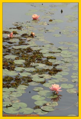 Wetland Park