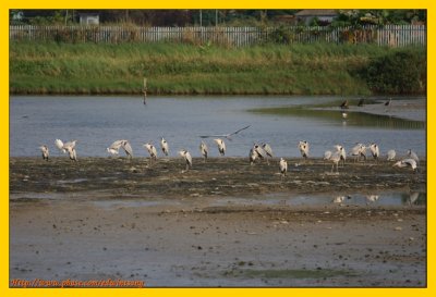 Wetland Park