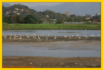 Wetland Park