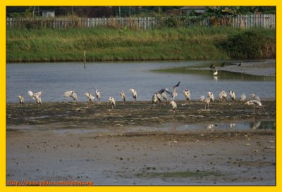 Wetland Park