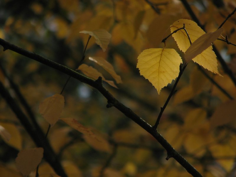 Birch Leaves, fall 2006