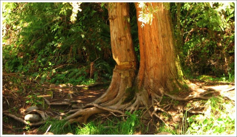Western Red Cedar