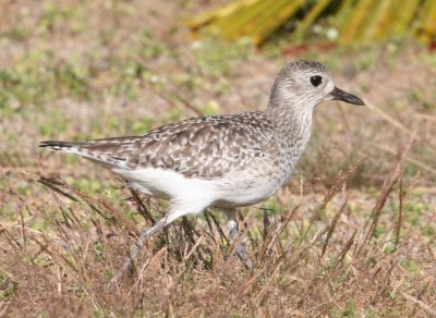 Grey Plover