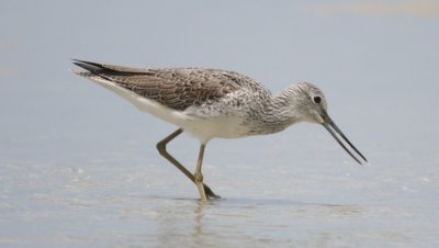 Common Greenshank