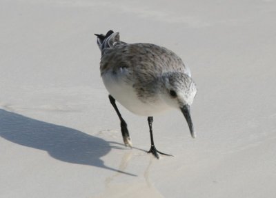 Sanderling