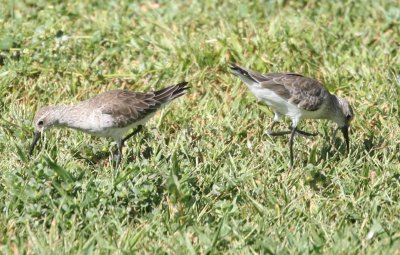 Curlew Sandpiper