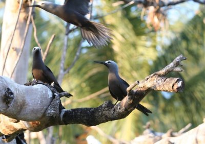 Lesser Noddy