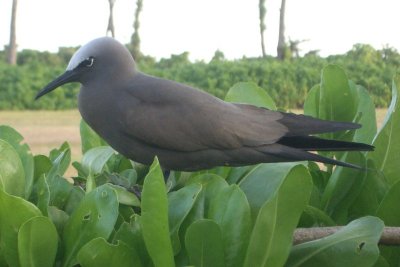 Brown Noddy