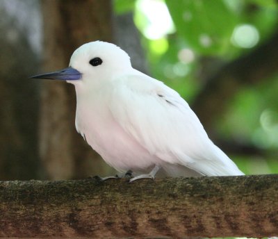 Common White Tern