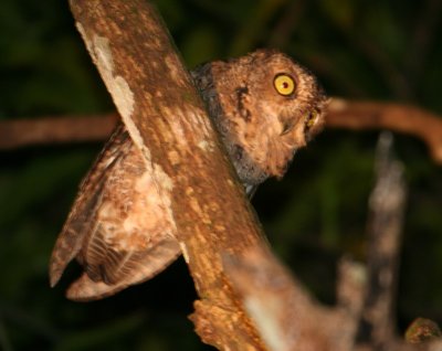 Bare-legged Scops Owl