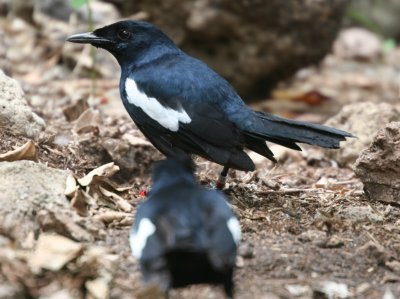 Seychelles Magpie-Robin