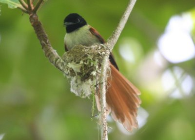 Seychelles Paradise-Flycatcher