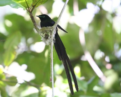 Seychelles Paradise-Flycatcher