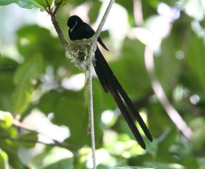 Seychelles Paradise-Flycatcher