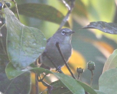 Seychelles White eye