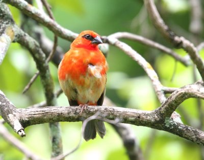 Madagascar Red Fody (male)