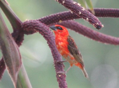 Madagascar Red Fody (male)