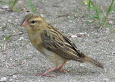 Madagascar Red Fody (female)