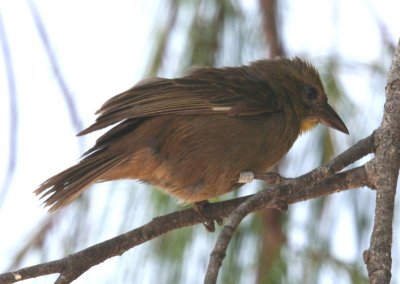 Seychelles Fody (male)