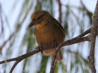 Seychelles Fody (male)