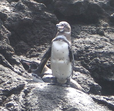 Galpagos Penguin