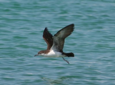 Shearwaters and Petrels