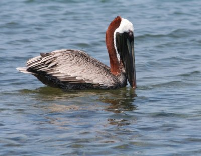 Pelicans, Cormorants, Gannets