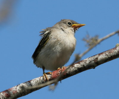 Galpagos Flycatcher, Chick