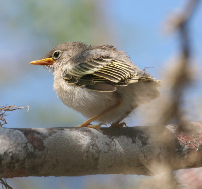 Galpagos Flycatcher, Chick