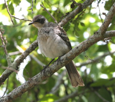 Galapogos Mockingbird