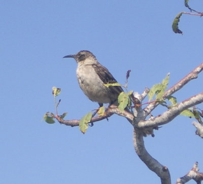 Galapogos Mockingbird