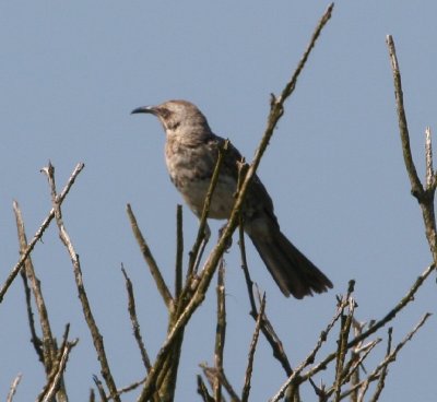 Hood Mockingbird