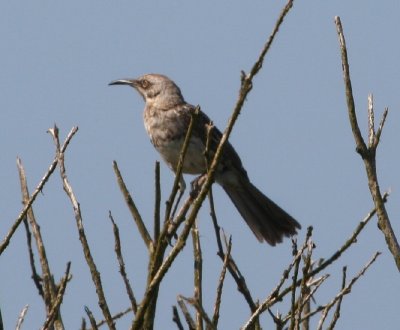 Hood Mockingbird